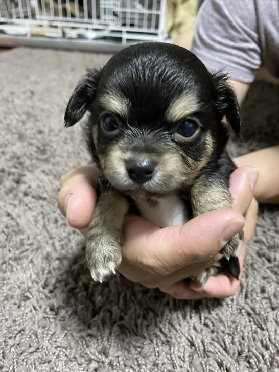 がんこ 様のお迎えした子犬