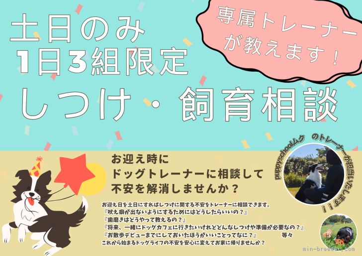 土日のお迎え限定！！ご希望の場合お問い合わせください✨｜早川　瑞彩(はやかわ　みずさ)ブリーダー(千葉県・トイプードルなど・JKC登録)の紹介写真2