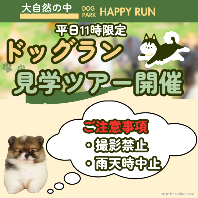 【平日11時限定】子犬の見学前にドッグラン等の見学ツアー開催🐶💛｜早川　瑞彩(はやかわ　みずさ)ブリーダー(千葉県・トイプードルなど・JKC登録)の紹介写真2