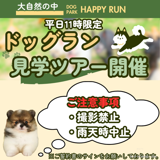 【11/15～平日11時限定ドッグラン見学ツアー開催！】完全予約制となります🐶🐾｜早川　瑞彩(はやかわ　みずさ)ブリーダー(千葉県・トイプードルなど・JKC登録)の紹介写真3