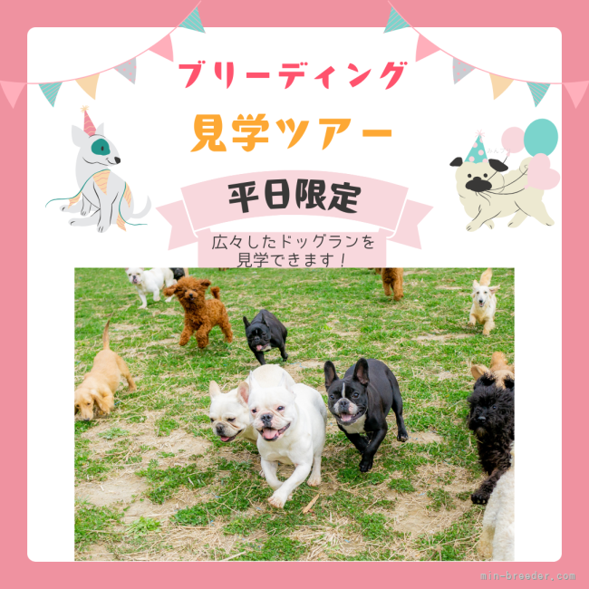 【11/15～平日11時限定ブリーディング見学ツアー開催！】完全予約制となります🐶🐾｜早川　瑞彩(はやかわ　みずさ)ブリーダー(千葉県・トイプードルなど・JKC登録)の紹介写真3