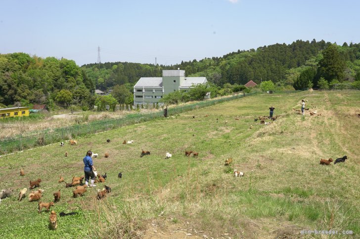 親犬ちゃんは、ストレスフリーで毎日元気にドッグラン😊｜早川　瑞彩(はやかわ　みずさ)ブリーダー(千葉県・トイプードルなど・JKC登録)の紹介写真5