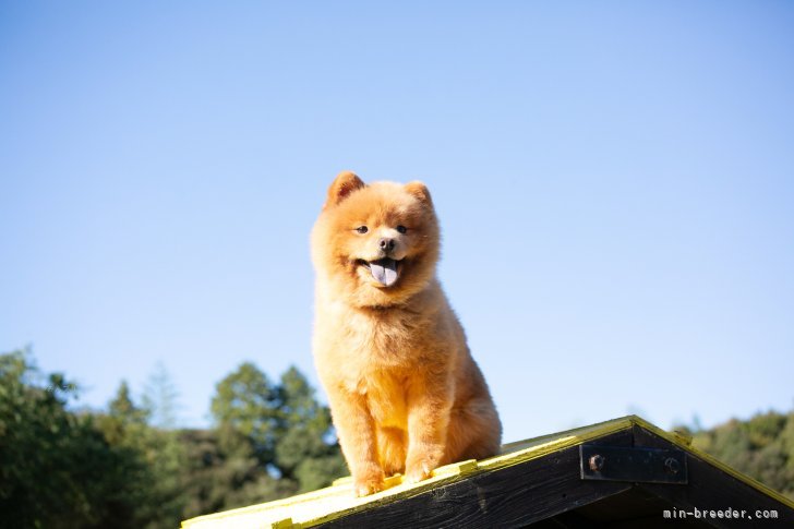 専属トレーナーの無料講習会・しつけ教室もあります！🐶｜早川　瑞彩(はやかわ　みずさ)ブリーダー(千葉県・トイプードルなど・JKC登録)の紹介写真9