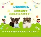トイプードル(トイ)【千葉県・男の子・2025年2月2日・レッド】の写真14「ご家族みんなでご来店いただけます👪人数制限はありませんので皆さんでお越しください💖」