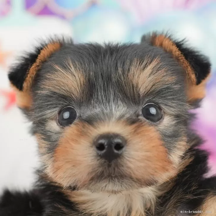 みえちゃん 様のお迎えした子犬