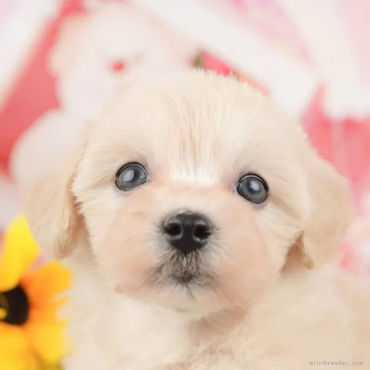 よし 様のお迎えした子犬