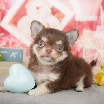 チワワ(ロング)【千葉県・男の子・2025年1月5日・チョコレートタンホワイト】の写真「お客様の評価ランキング💖2024年度 日本1位🏆」