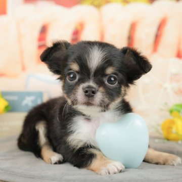 チワワ(ロング)【千葉県・男の子・2025年1月5日・ブラックタンホワイト】の写真「お客様の評価ランキング💖2024年度 日本1位🏆」