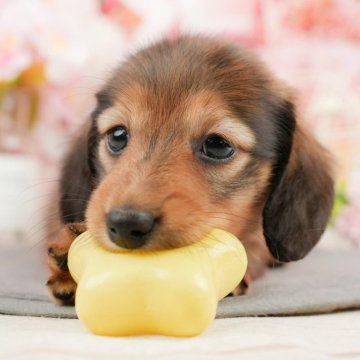 ミニチュアダックスフンド(ロング)【千葉県・男の子・2024年12月22日・シェーデッドレッド】の写真「お客様の評価ランキング💖2024年度 日本1位🏆」