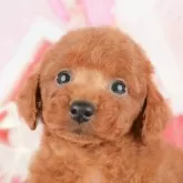 トイプードル(トイ)【千葉県・女の子・2025年3月10日・レッド】の写真1「この子が気になった方は、[[この子犬の見学希望]]ボタンからお気軽にお問い合わせ下さい😊」