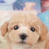 ビションプー(トイプードル×ビションフリーゼ)