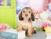 ミニチュアダックスフンド(ロング)【千葉県・女の子・2025年2月3日・シェーデッレッド】の写真3「専属獣医師さんによる健康診断実施済み！🏥もちろん健康診断書も付いてます🌟」