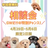 カニンヘンダックスフンド(ロング)【千葉県・女の子・2025年2月25日・ブラックタン】の写真3「🍀大好評につき第三回目の相談会開催！お気軽にお問い合わせ下さい🐶🌸」