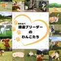 ヨークシャーテリア【千葉県・女の子・2025年2月7日・スティールブルー&タン】の写真4「渡邊(わたなべ)ブリーダーのわんこたちの日常です🐶伸び伸びと遊びながら子育てをしています💖」