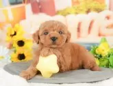 トイプードル(トイ)【千葉県・男の子・2025年3月10日・レッド】の写真7「わんちゃんが気になったその日でも見学できます🐶✨特別価格でお迎えセットも販売してます🌟」