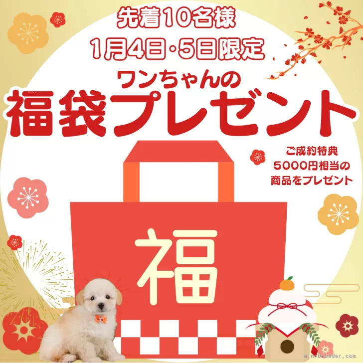 トイプードル【千葉県・男の子・2024年10月31日・レッド】2024年上半期全国プードル1位🏆｜みんなのブリーダー（子犬ID：2412-04770）