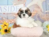 シーズー【千葉県・男の子・2025年2月7日・ホワイト&ゴールド】の写真7「わんちゃんが気になったその日でも見学できます🐶✨特別価格でお迎えセットも販売してます🌟」