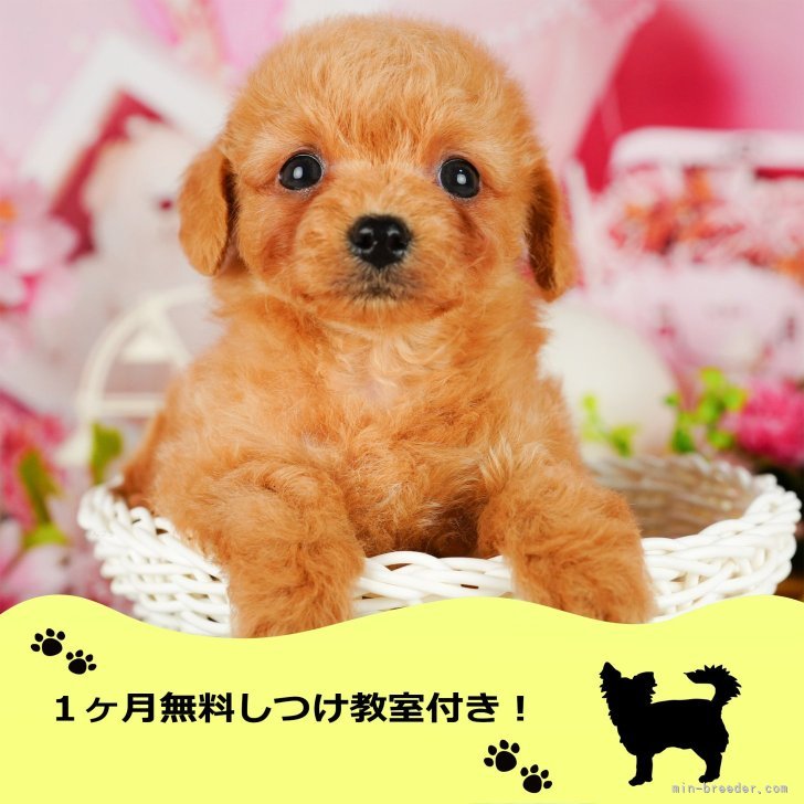 K.Y 様のお迎えした子犬