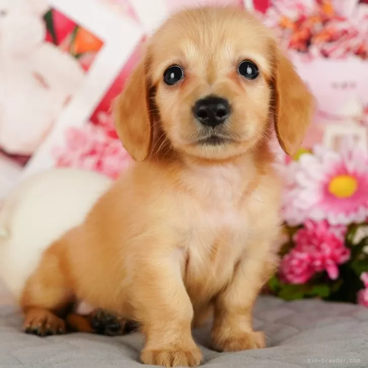 のぶ 様のお迎えした子犬