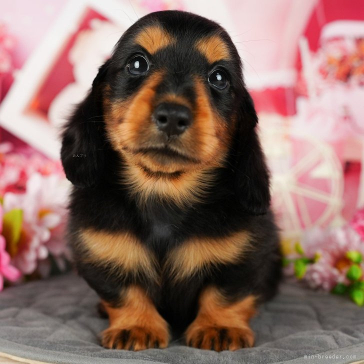 あい 様のお迎えした子犬