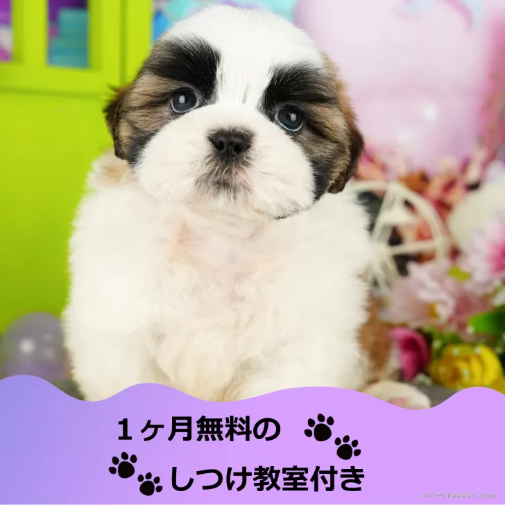 R.N 様のお迎えした子犬