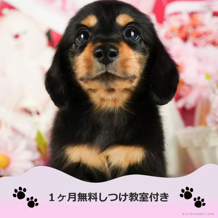 みるく 様のお迎えした子犬