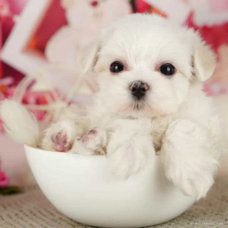 chiiiiiko 様のお迎えした子犬