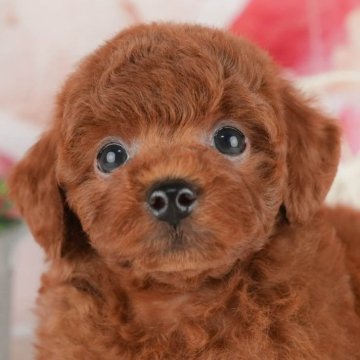 トイプードル(トイ)【千葉県・男の子・2024年5月17日・レッド】の写真「総額表示！！当日見学OK🐶✨」