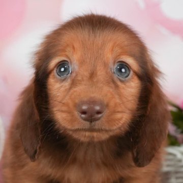 ミニチュアダックスフンド(ロング)【千葉県・男の子・2023年12月21日・シェ―デッドレッド】の写真「総額表示！優しい心を持ったわんぱくボーイ💗」