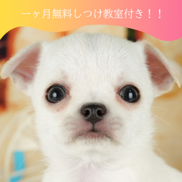 チワワ(スムース)【千葉県・女の子・2024年7月17日・ホワイト】の写真「✨🐶1ケ月間の無料しつけ教室がついています🐶✨」