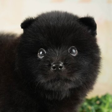 チャウポメ(ポメラニアン×チャウチャウ)【千葉県・男の子・2023年7月27日・ブラック】の写真「元気いっぱい！寝ること食べることだいすき君☆彡」