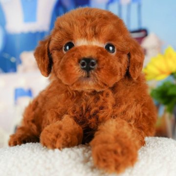 トイプードル(トイ)【千葉県・男の子・2024年5月14日・レッド】の写真「総額表示！！当日見学OK🐶✨」