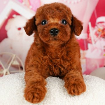 トイプードル(トイ)【千葉県・男の子・2024年5月26日・レッド】の写真「総額表示！！当日見学OK🐶✨」