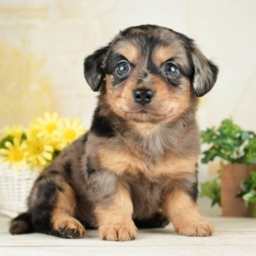 チワックス(チワワ×ダックス)【千葉県・男の子・2023年7月31日・シルバーダップル】の写真「総額表示！人懐っこい男の子☆彡」