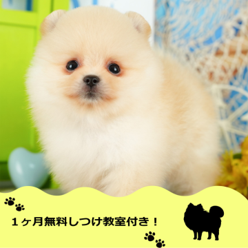 ポメラニアン【千葉県・男の子・2024年8月12日・クリーム】の写真「1ヶ月無料しつけ教室付き🐶💖」