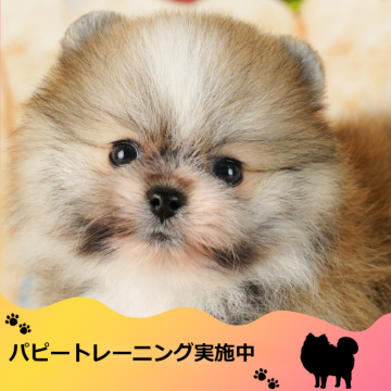 ポメラニアン【千葉県・男の子・2024年7月3日・パーティ】の写真「パピートレーニング実施中🐶💕」