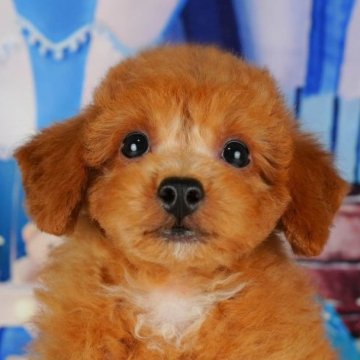 トイプードル(トイ)【千葉県・男の子・2024年5月6日・レッド】の写真「総額表示！！当日見学OK🐶✨」