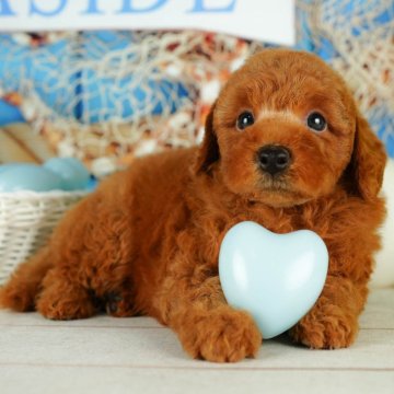 トイプードル(トイ)【千葉県・男の子・2024年5月14日・レッド】の写真「パピートレーニング実施中🐶💕✨」