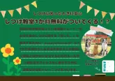 ヨークシャーテリア【千葉県・男の子・2024年7月21日・スティールブルー&タン】の写真4「お迎えいただいた後【1ヶ月間無料しつけ教室がついてきます🐶✨！】」