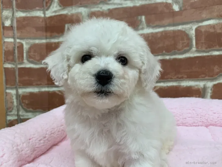 はち 様のお迎えした子犬