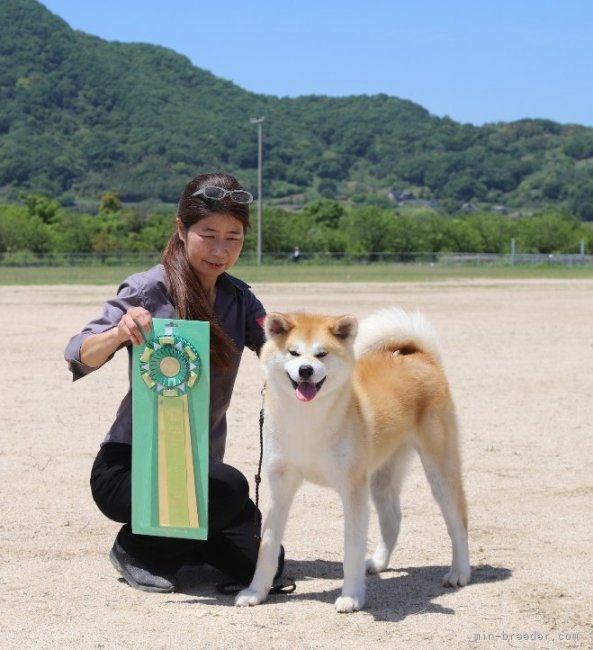 上野　裕子(うえの　ゆうこ)ブリーダー(滋賀県・秋田犬・JKC/秋田犬保存会/秋田犬保存会登録)の紹介写真2