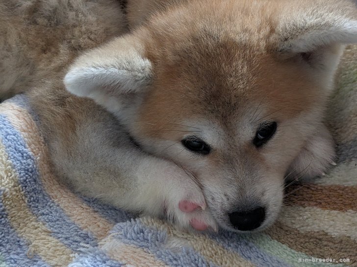 上野裕子ブリーダーのブログ：千幸(チコ)ちゃん🐶