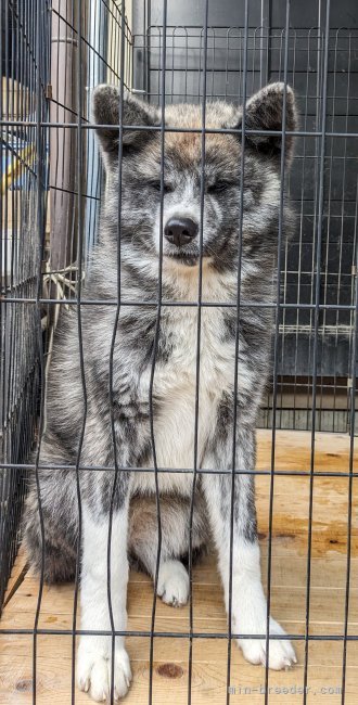 上野裕子ブリーダーのブログ：お残し『絢ちゃん』🐶