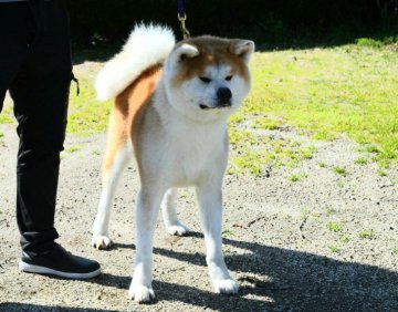 滋賀県の秋田犬のブリーダーのブログ特集 2ページ目 みんなのペットライフ