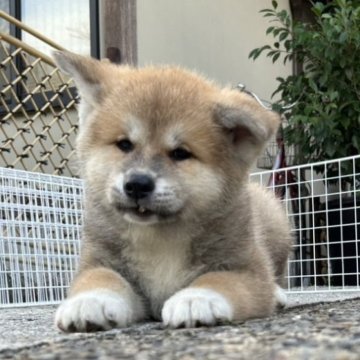 秋田犬【滋賀県・男の子・2024年9月13日・赤】の写真「おっとりタイプの男の子です🐶」