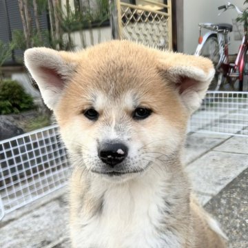 秋田犬【滋賀県・女の子・2024年9月13日・赤】の写真「凛々しい女の子に成長中♪💕」