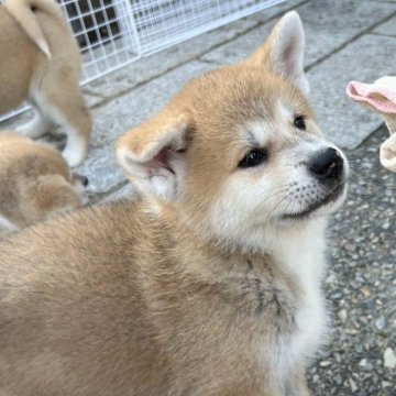 秋田犬【滋賀県・女の子・2024年9月13日・赤】の写真「凛々しい女の子に成長中♪💕」