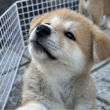 秋田犬【滋賀県・女の子・2024年9月13日・赤】の写真「がっしり体型の女の子です🐶」