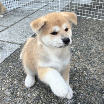 秋田犬【滋賀県・女の子・2024年9月13日・赤】の写真「かわいいお転婆娘です🐶」