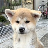 秋田犬